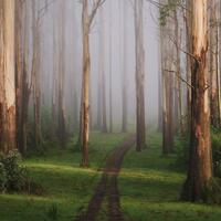 Australia - A lot of firewood