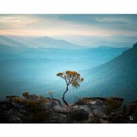 Tree in Blue Mountains, west of Sydney