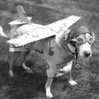 dog plane