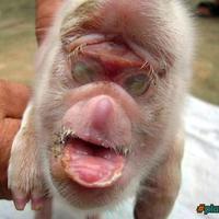 Mutant Swine from China