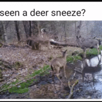 poor Bambi