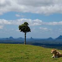 bucolic scene