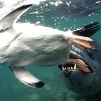 penguin and leopard seal