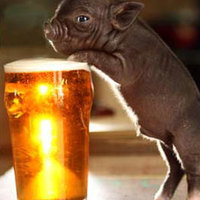 piggy loves beer and he means it