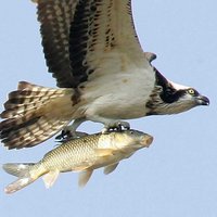 got lunch - flying fish