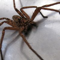Huntsman in my shed