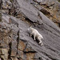 another photo of a mountain goat