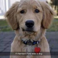 Harrison Dog