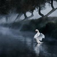 Swan on takeoff