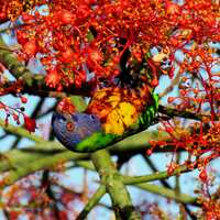 rainbow lorikeet