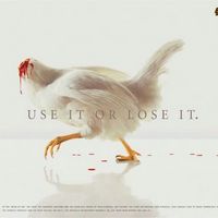 my funny picture collection chicken