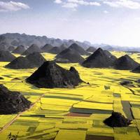 Yellow Fields of Rapeseed - Yunnan, China
