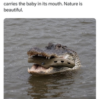 Nature is beautiful