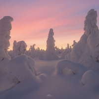 Cotton Candy Trees by Hugo Valle