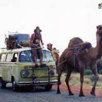 Sexy camel tow