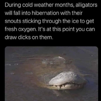 pity no chance of ice in Florida quasi