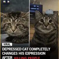 Depressed cat wants your soul
