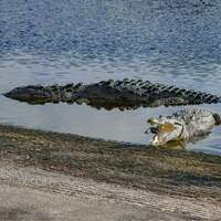 Florida couple