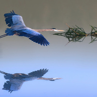 Great Blue Heron by Roy Gipson Young