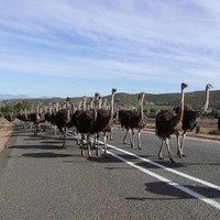Emu Parade