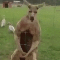 This roo freaks me out