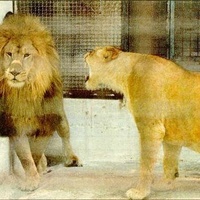 Doesn't matter if you're the king of the jungle, your wife will still nag you.