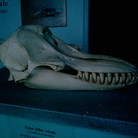 false killer whale skull