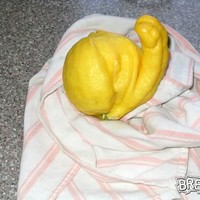 Lemon porn