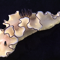 nudibranch
