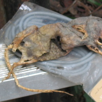 dead rat5