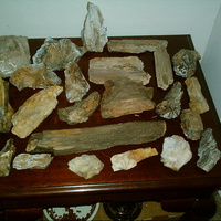 just a few petrified wood from your hood toad