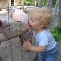 lickin' the pig