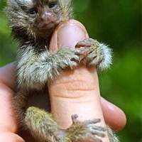 another tiny monkey