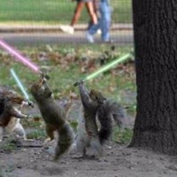 Jedi Squirrels