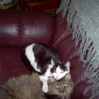 SIAMESE CATS