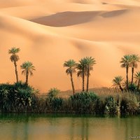 Libyan oasis