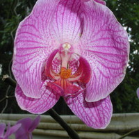 Orchid Angel
