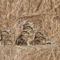 baby-owls