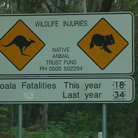 Aussie Wildlife