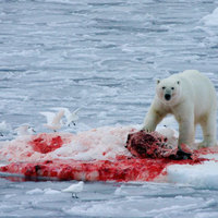 A polar bear having a lunch