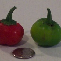 From my garden- miniature bell peppers