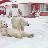polar bear porn