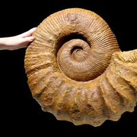 spectacular moroccan  ammonite