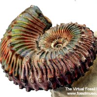 Kosmoceras Jurassic Ammonite