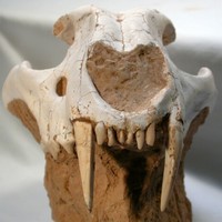 Metailurus Sabercat Fossil