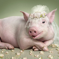 Pig-in Wedding Veil