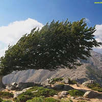 a steady breeze or badass tree?