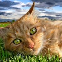 A cat!