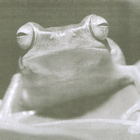 umm, like this is a frog picture.