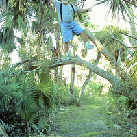 Planning a Florida vacation? Watch out for the lunatics in the trees.